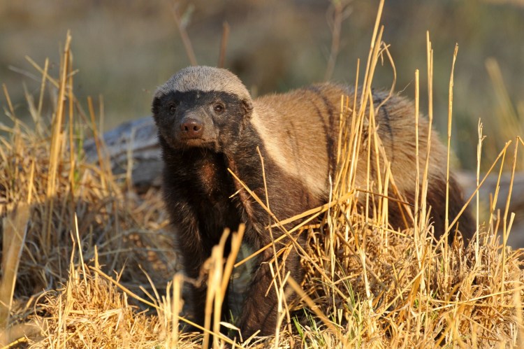 Медведь медоед