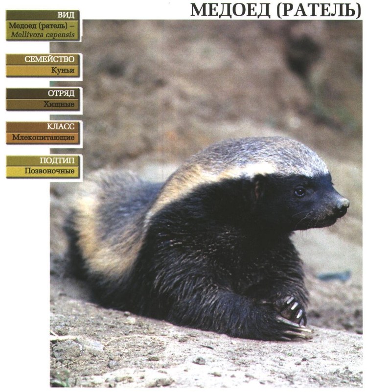 Характер барсука медоеда