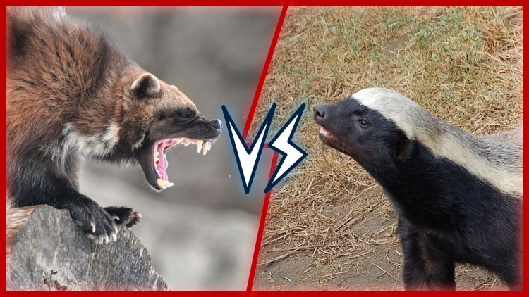 Барсук Росомаха медоед