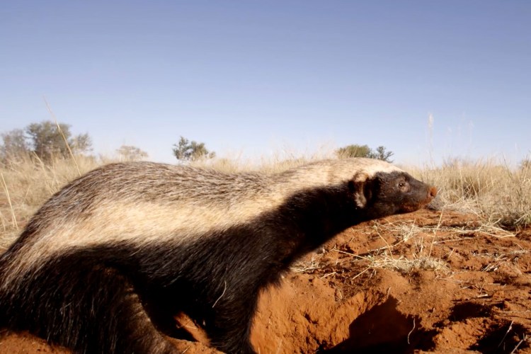 Самка медоеда