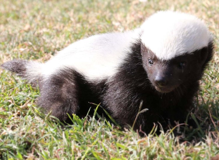 Барсук альбинос