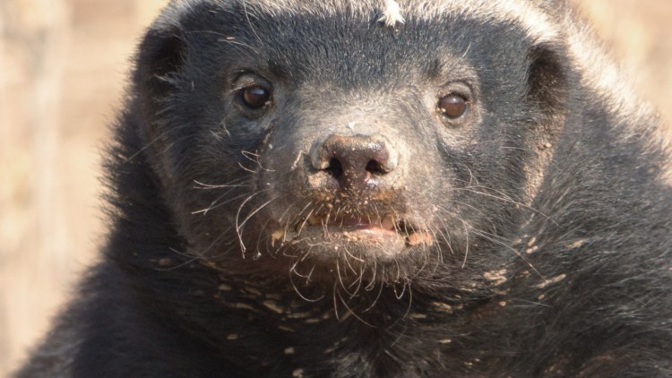 Медоед собака порода