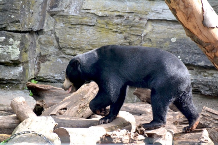 Медоед в зоопарке