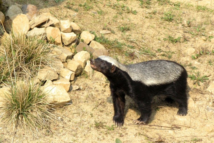 Медоед Новосибирский зоопарк