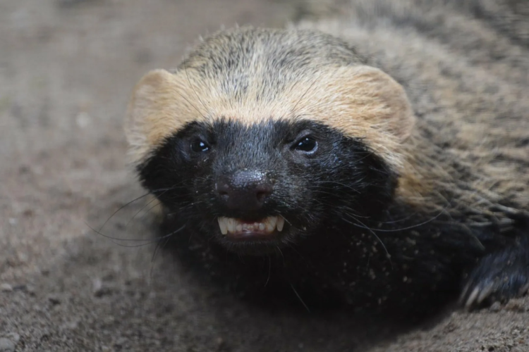 Гризон млекопитающее медоед