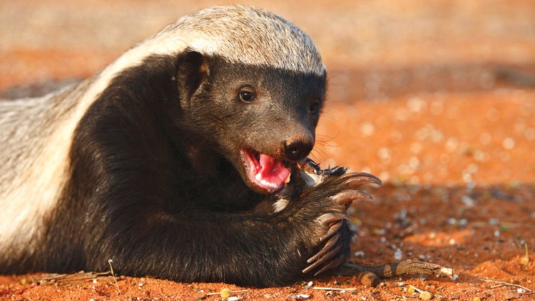 Барсук медоед