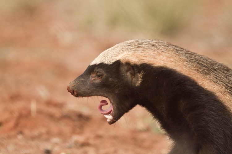 Барсук медоед