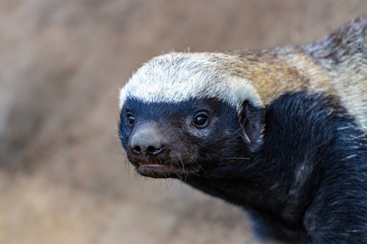 Медоед детеныш