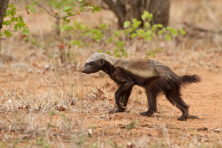 Пустыня Калахари медоед