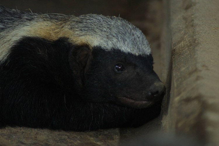 Священный медоед