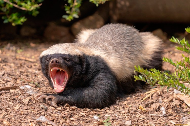 Барсук Росомаха медоед