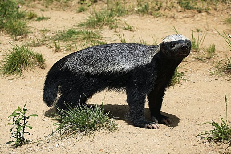 Honey Badger (Mellivora capensis)