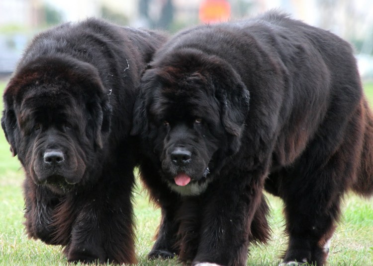 Ньюфаундленд и чау чау