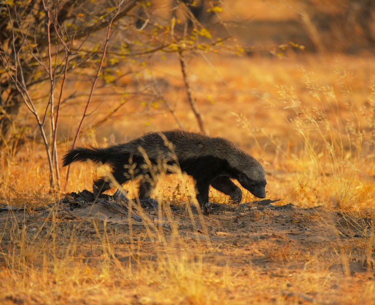 Барсук медоед стая