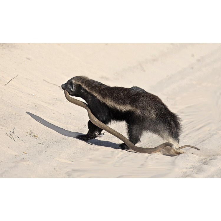 Медоед спаривание