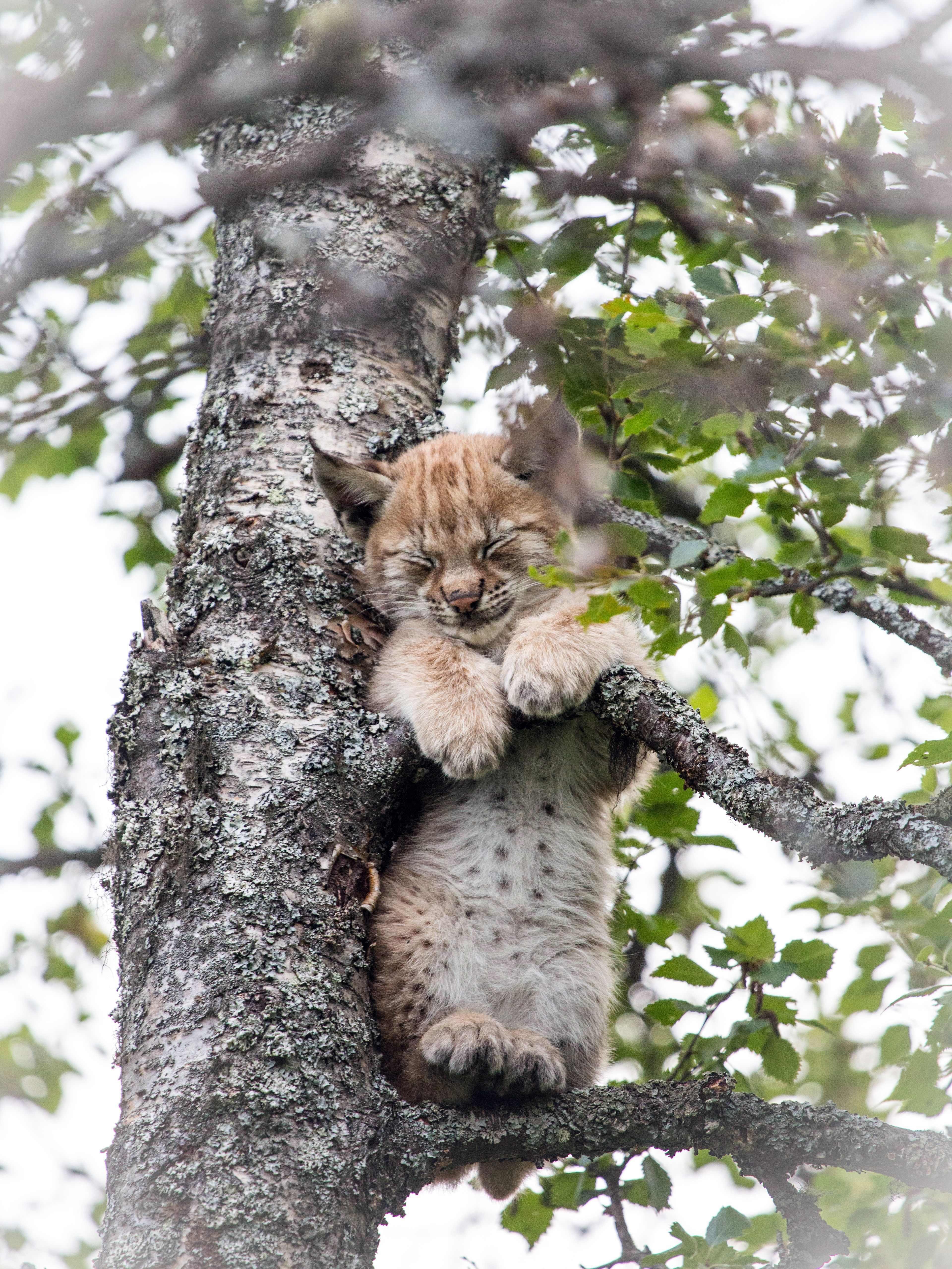 Рысь на дереве. Кошки на дереве. Рысенок на дереве.
