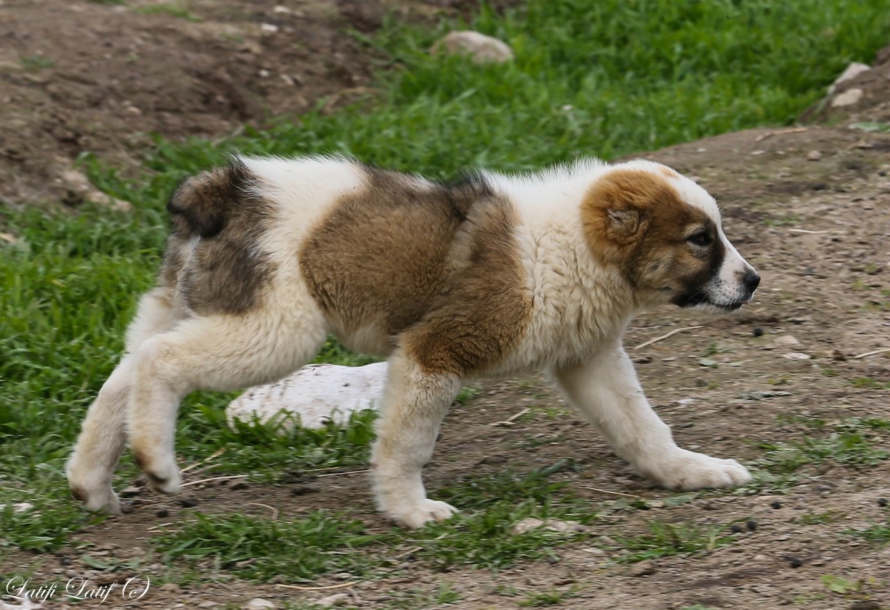 Таджик собаки. Таджикский волкодав порода собак. Тобет порода. Таджикистанская овчарка. Отарные собаки Таджикистана.