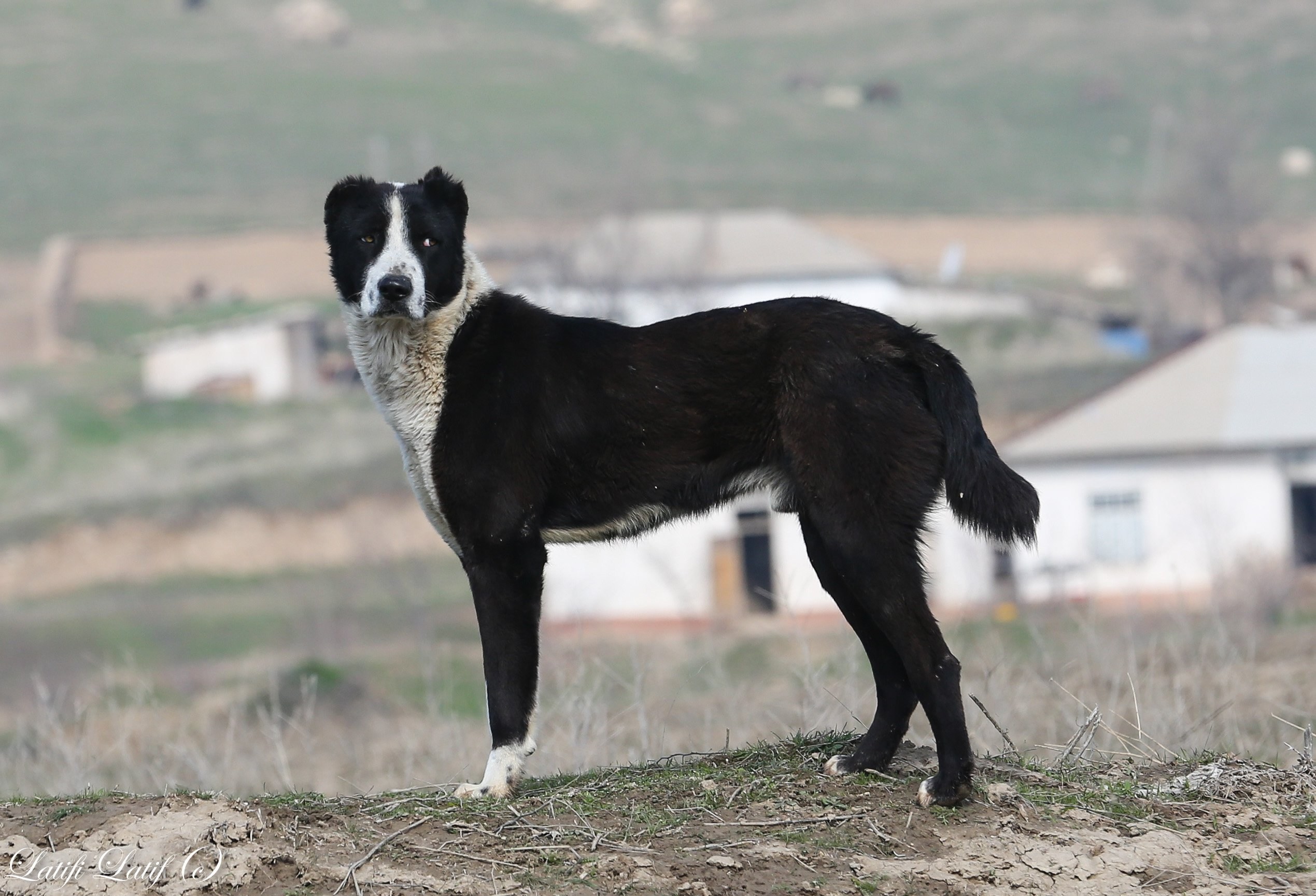 Таджик собаки. Среднеазиатская овчарка пастух. Аборигенная таджикская овчарка. Таджикский волкодав порода собак. Собака таджикский алабай.