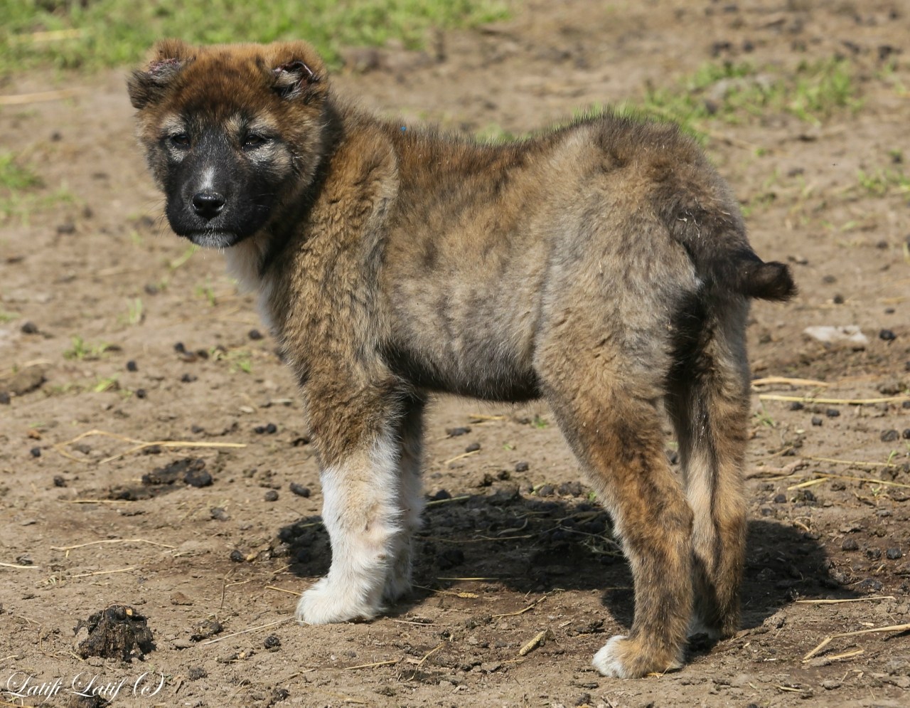 Таджик собаки