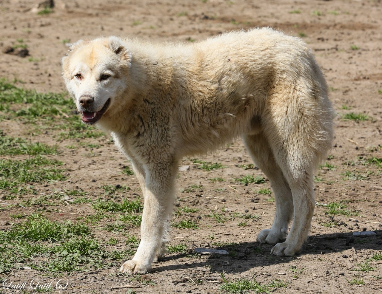 Таджик собаки