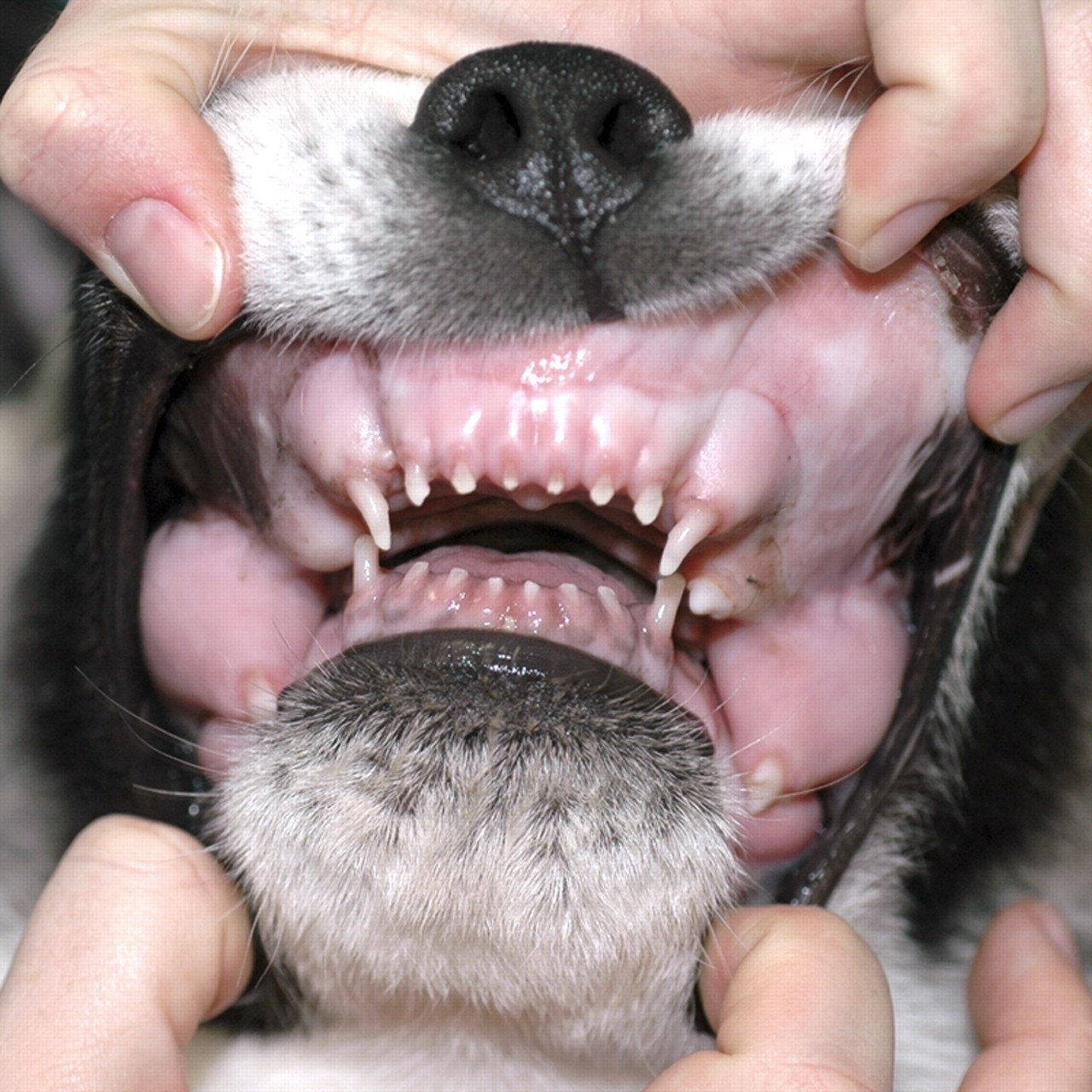 У какого животного всю жизнь растут зубы. Стаффордширский терьер прикус.