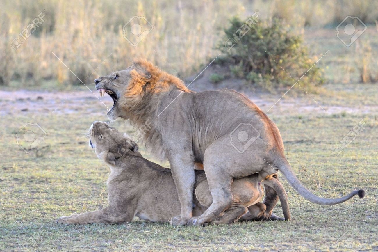 Что значит совокупляться. Лев спаривается с львицей. Лев и львица спаривание. Две самки Льва спариваются.