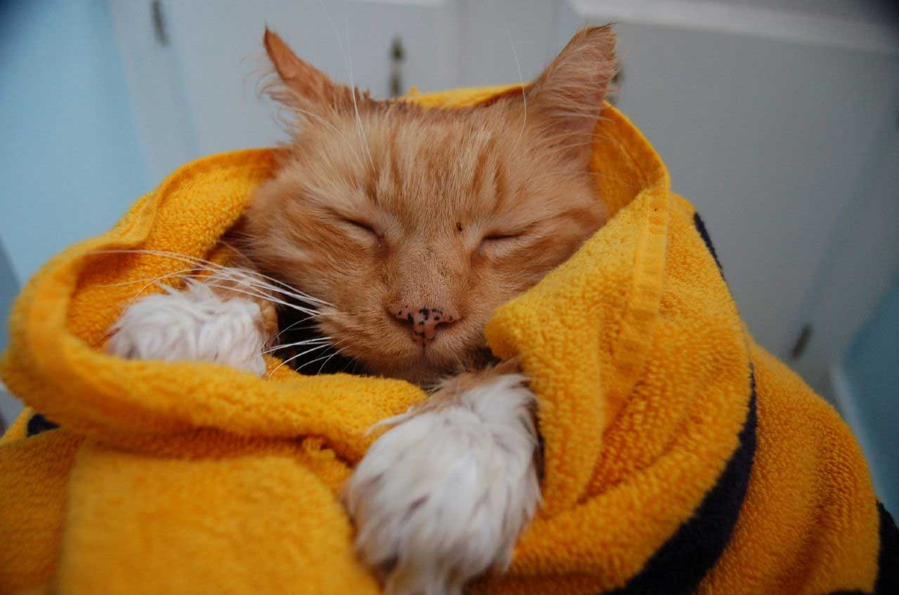 Кот после купания. Мокрый рыжий котенок. Кот в полотенце. Мокрая рыжая кошка. Рыжий котик в ванной.