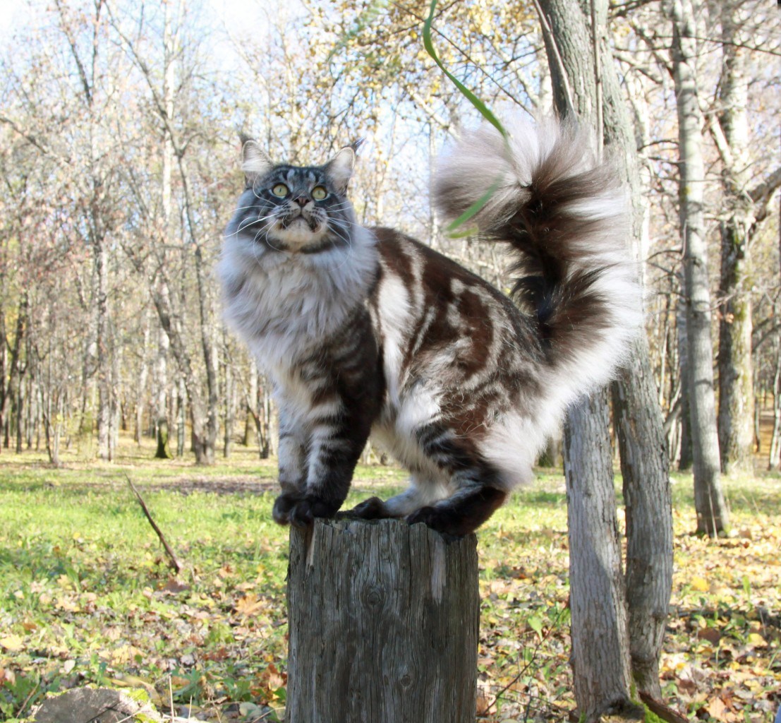 Питомник мейкунов. Лесной кот Мейн кун. Сибирский длинношерстный кот. Сибирский Мейн кун. Дикого Мейн куна.
