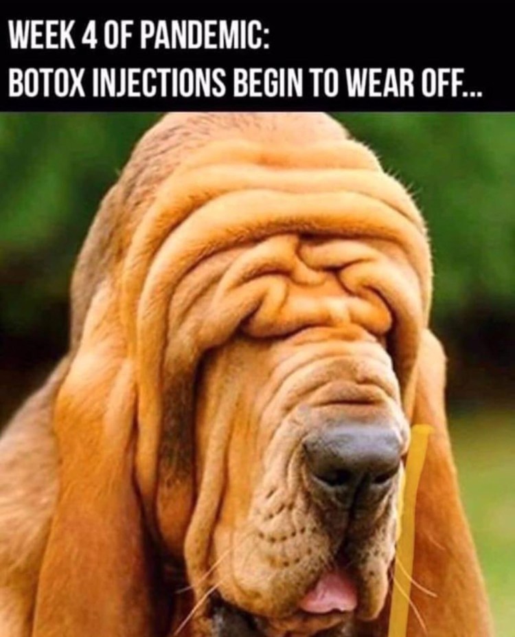 Большая собака со складками