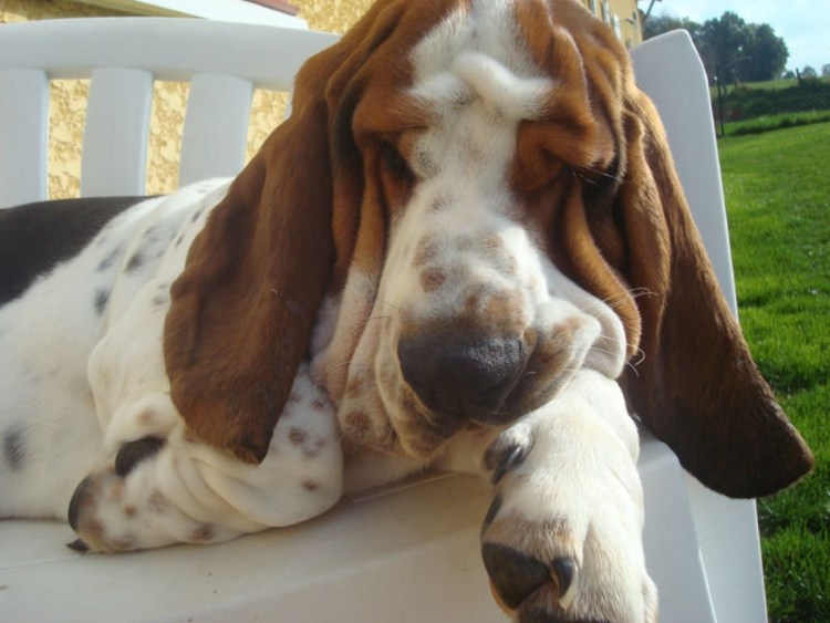 Бассет-хаунд рыжий