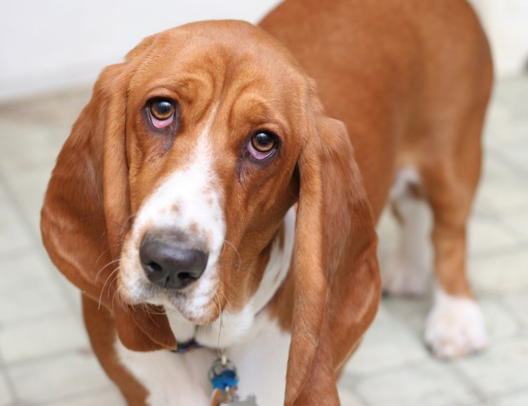 Собака с мешками под глазами