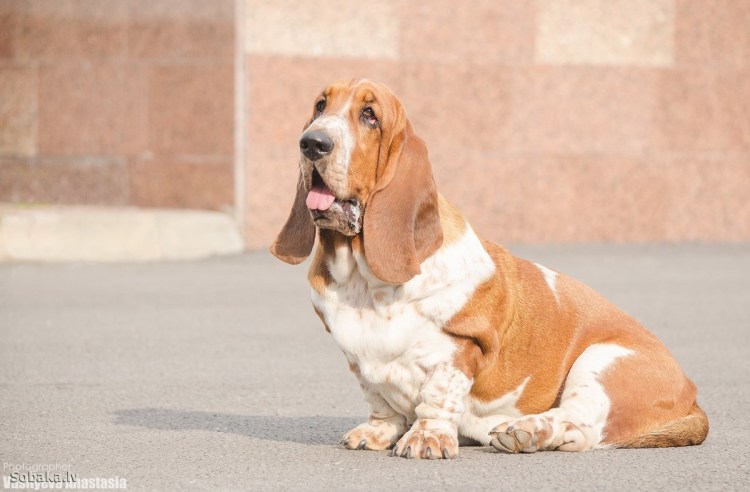 Бассет хаунд