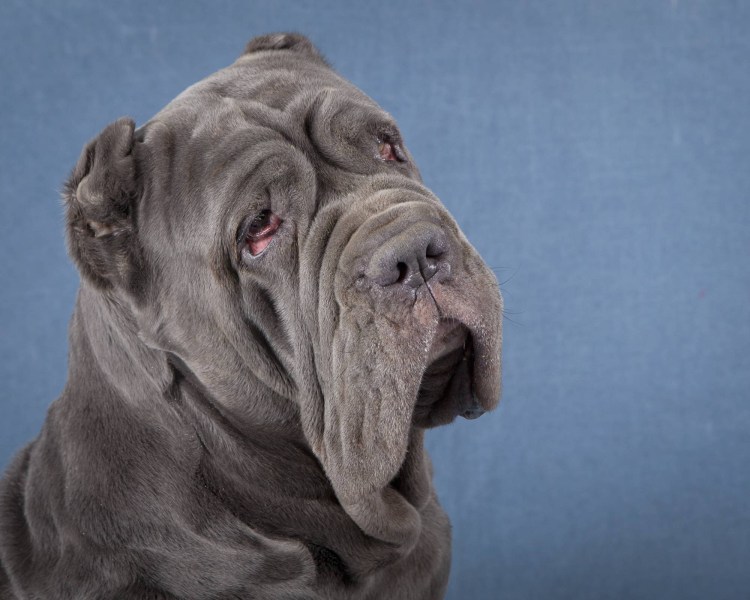 Мастино неаполитано Неаполитанский мастиф