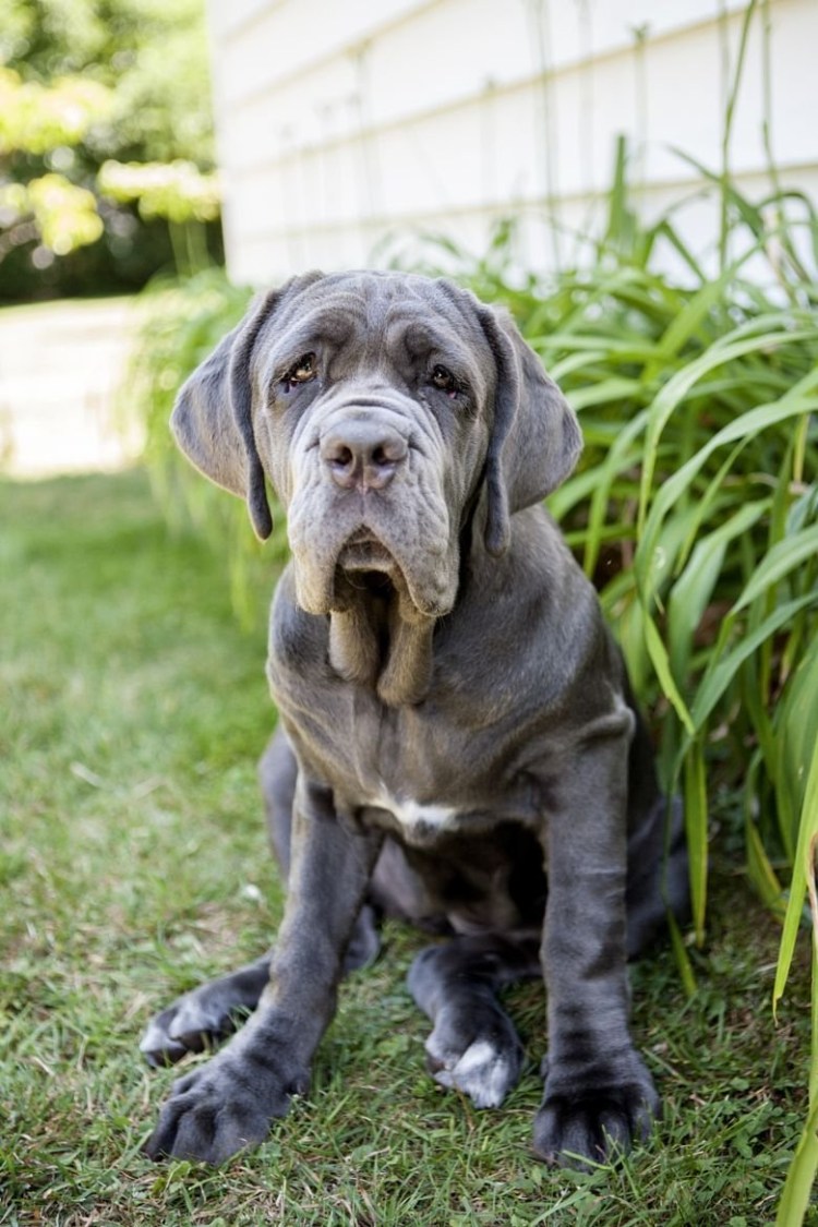 Мастиф неаполитано