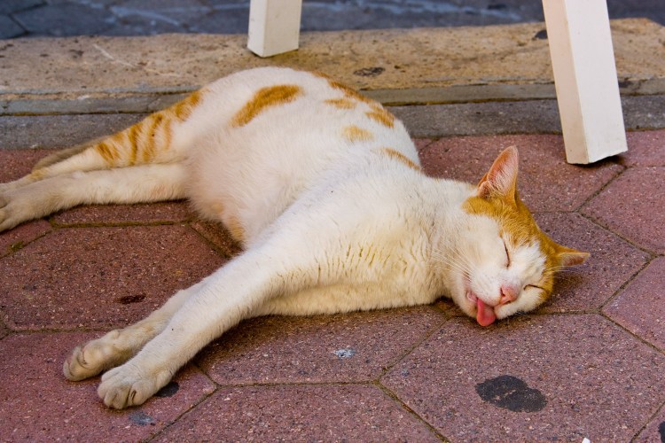 Задрипанный кот