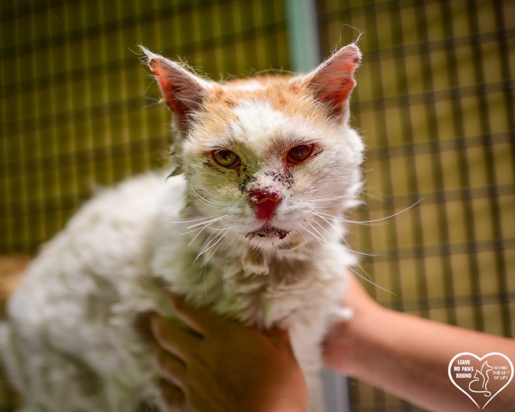 Облезлый кот