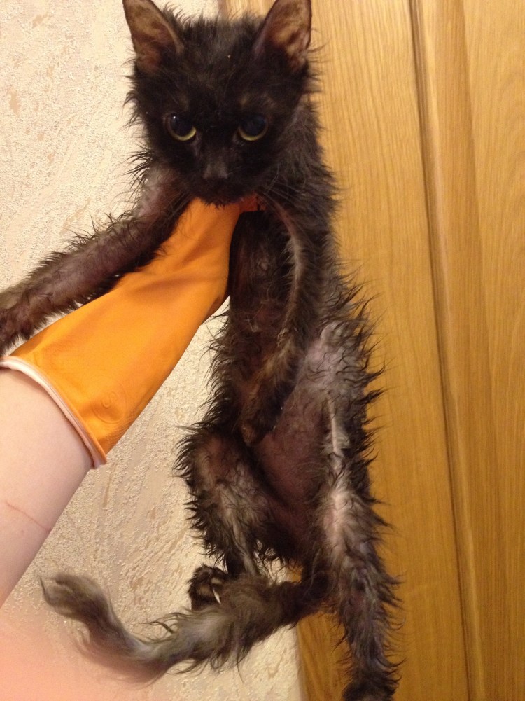 Ободранный котенок