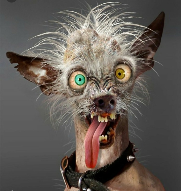 Смешная моська