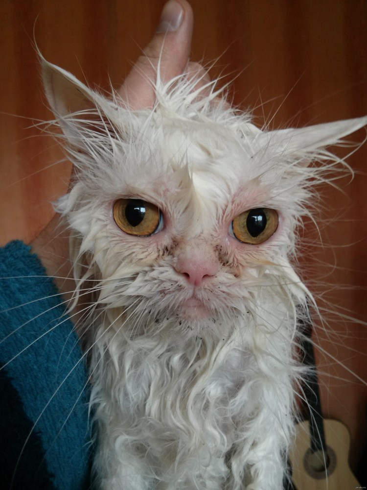 Мокрый котенок