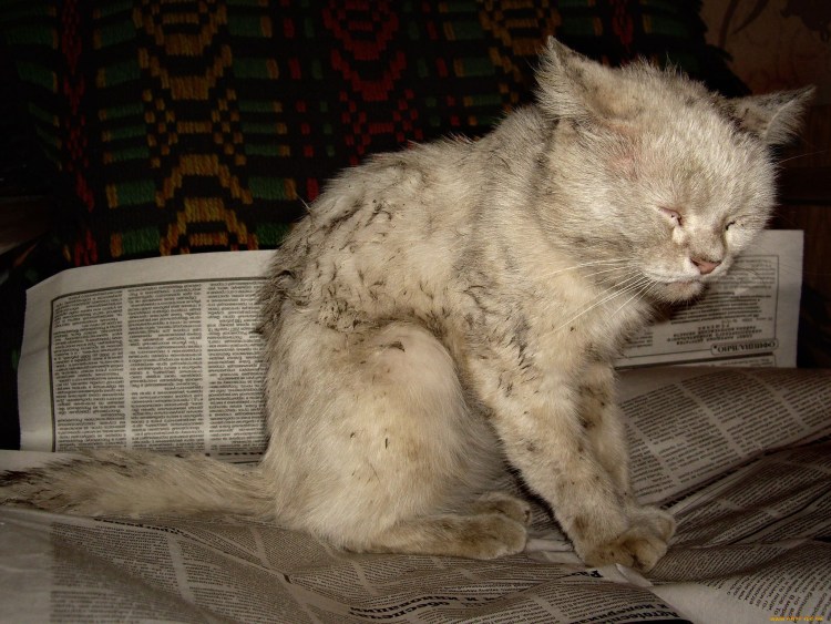 Кошачьи тити