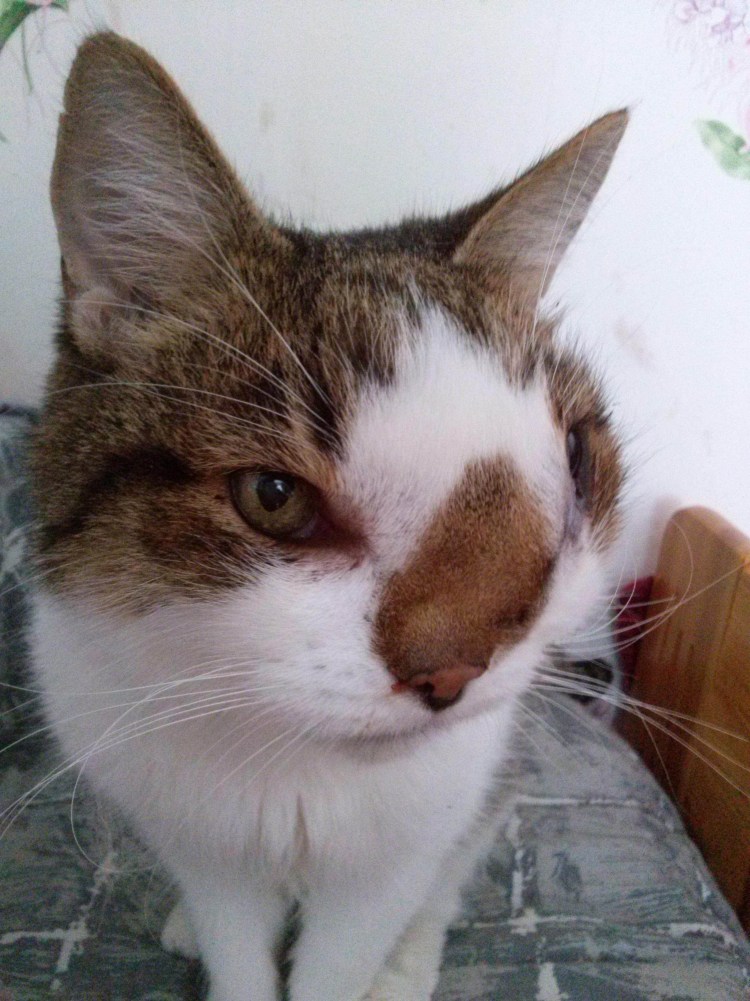 Канадский сфинкс уродец