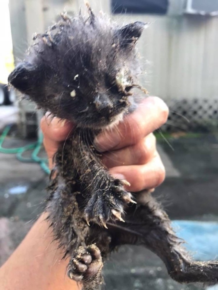 Грязный Бездомный котенок