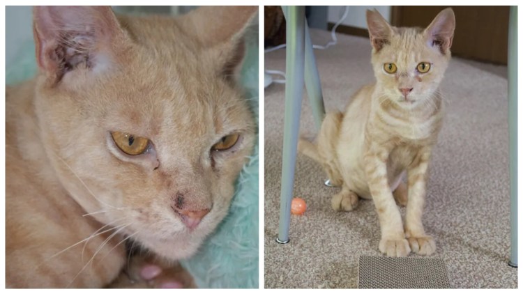 Рыжий кот помойный