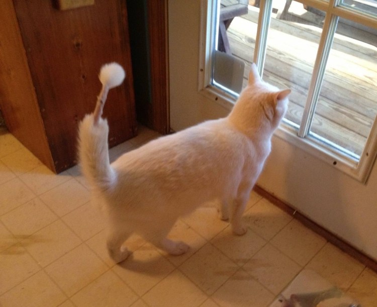 Кот с хвостом смешные