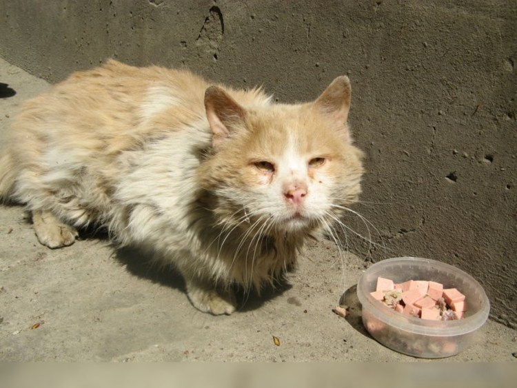 Бездомный рыжий котенок