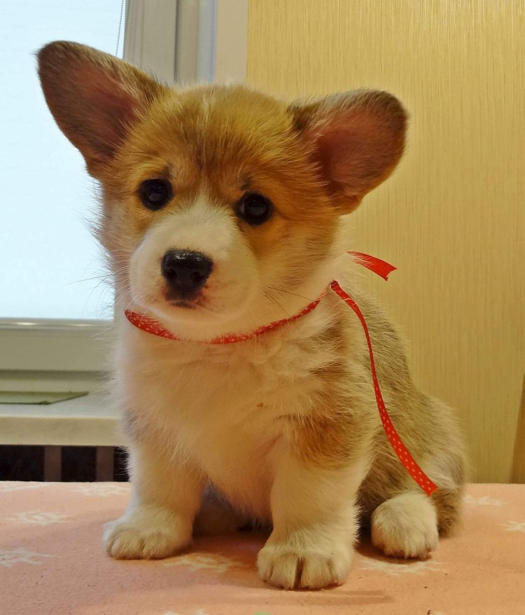 Немецкая овчарка агрется