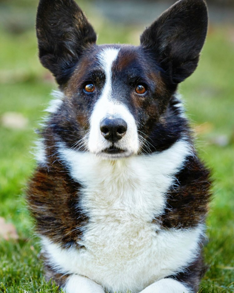 Борзая Касли Посядо