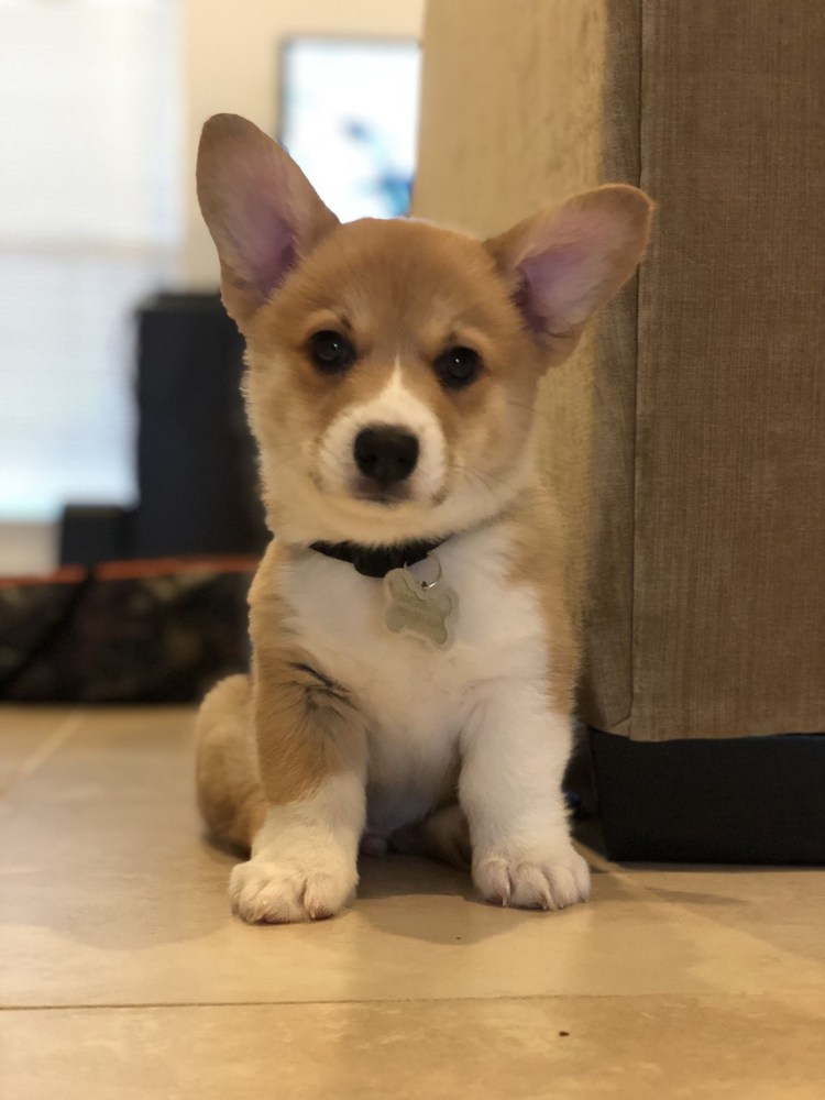 Собака корги маленькая