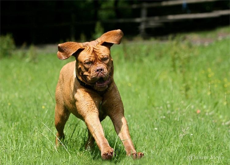 Собака повеселилась