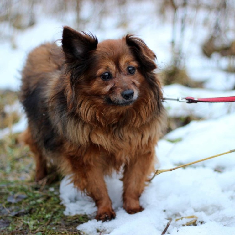 Торги порода собака